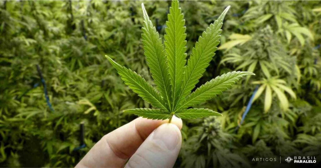 o-que-e-maconha-e-quais-sao-as-consequencias-para-a-saude