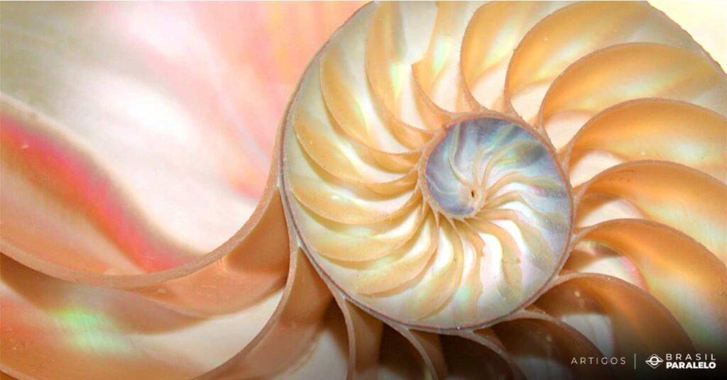Sequencia-de-Fibonacci-na-natureza