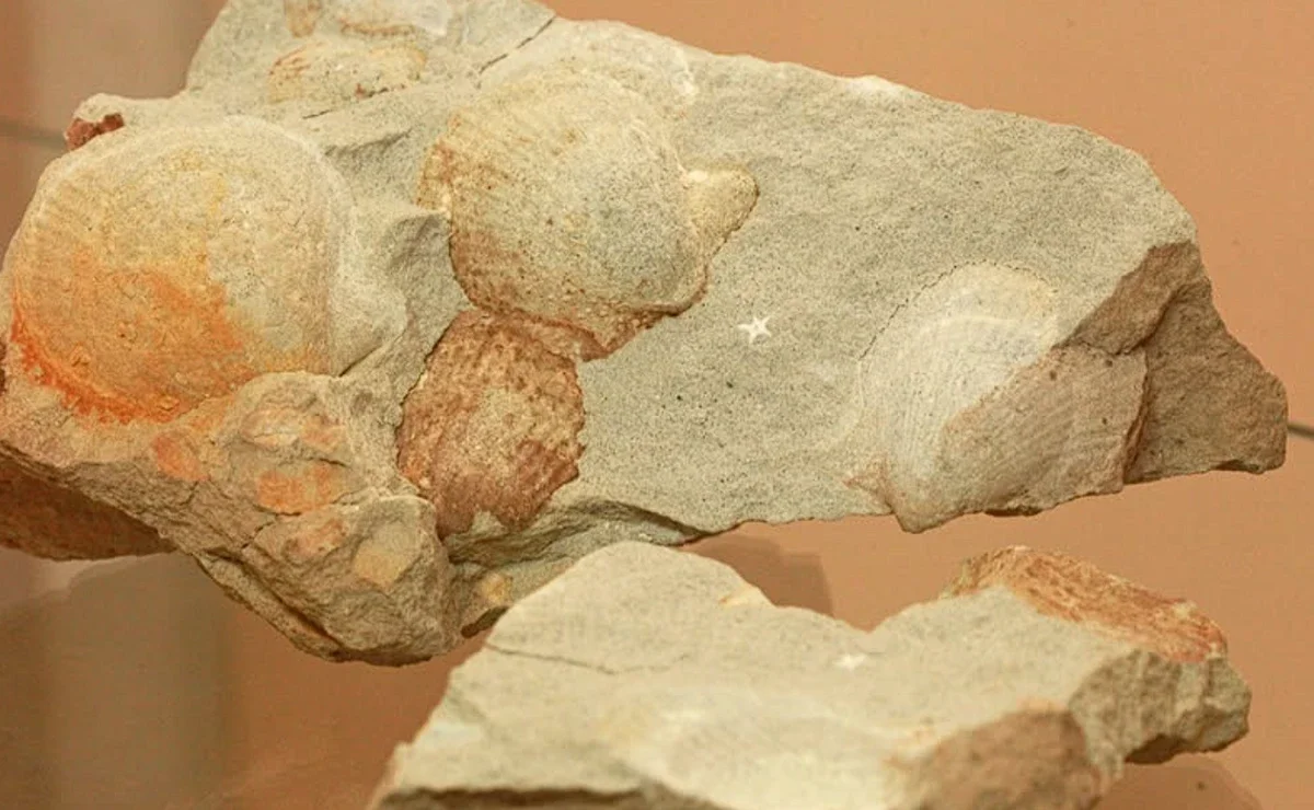 Conchas fossilizadas encontradas na cidade de Taió.