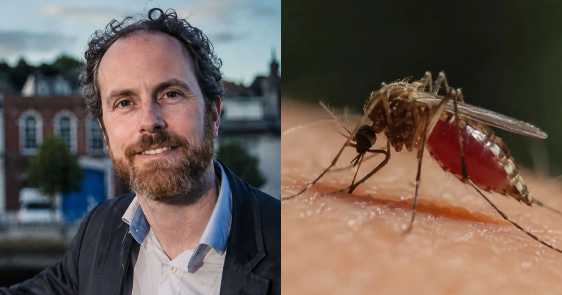 Cover image for Político quer fazer estátua de mosquito que matou ditador