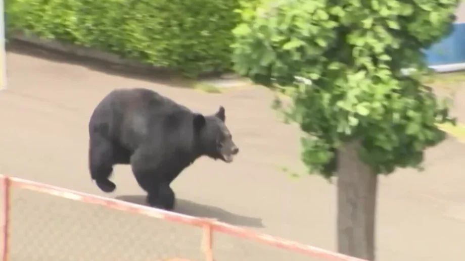 Urso à solta em cidade japonesa leva ao fechamento de 94 escolas