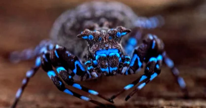 Cover image for Cientistas encontram aranha brilhante e insetos desconhecidos. Veja fotos